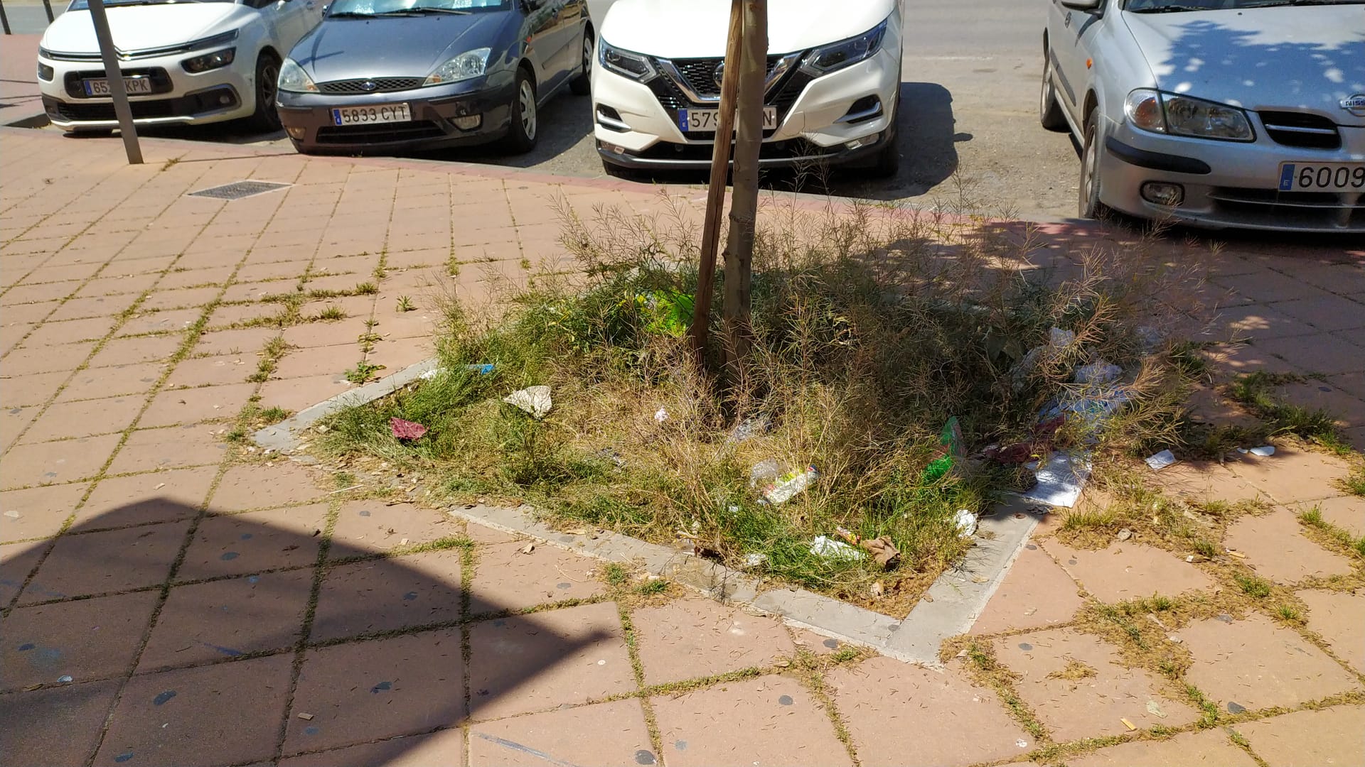 Alcorques abandonados, repletos de basura y malas hierbas en El Infante