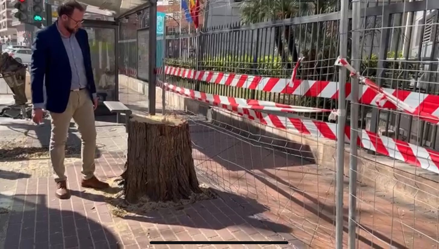 El PP exige la paralización inmediata de la tala irregular de árboles en Murcia